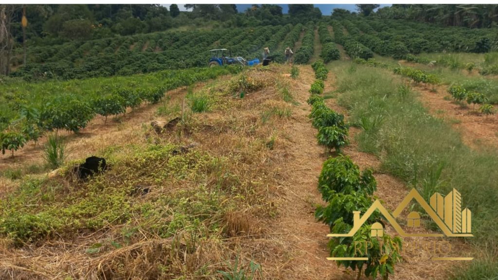 Fazenda/Sítio – São Pedro da União