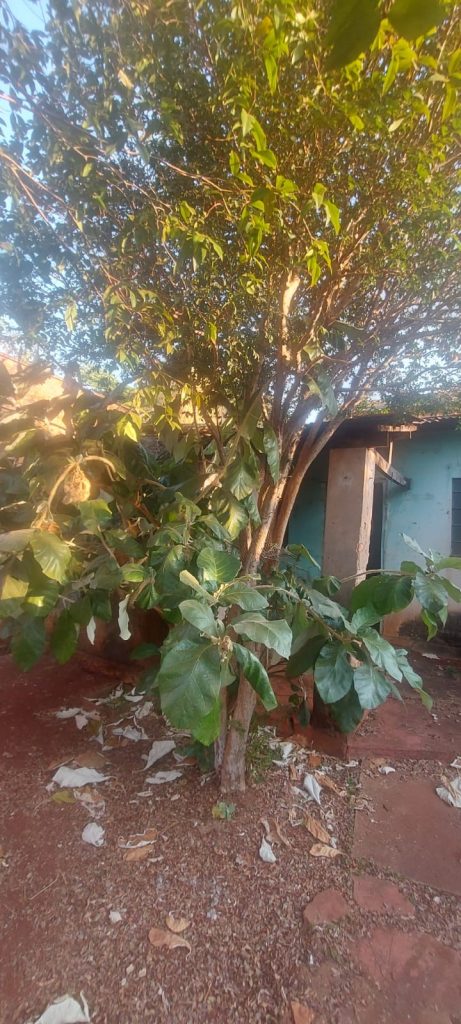 Casa com terreno amplo no bairro Campos Elíseos Casa com terreno amplo no bairro Campos Elíseos