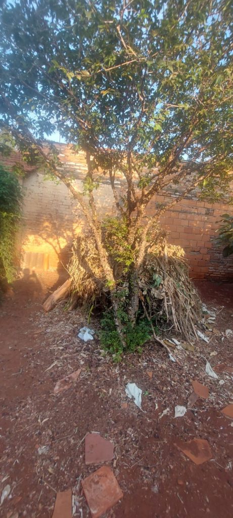 Casa com terreno amplo no bairro Campos Elíseos Casa com terreno amplo no bairro Campos Elíseos